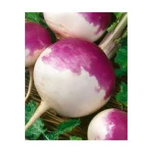  5# Pound White Globe Purple Top Turnip Seeds Patio, Lawn 