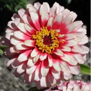  Candy Stripe White/pink Zinnia Seed Pack Patio, Lawn 