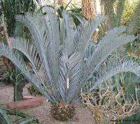 OLD ENCEPHALARTOS LEHMANNII   BLUE CYCAD   5 CAUDEX  