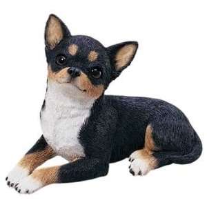  Original Size Chihuahua, Tri 