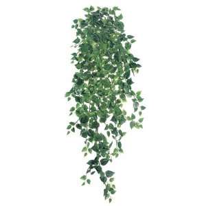 com 51 Medium Philodendron Hanging Bush x18 w/730 Lvs. Two Tone Green 