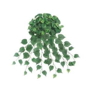  25 Philodendron Hanging Bush w/168 Lvs. Frosted Green 