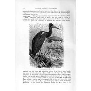  WHITE BELLIED STORK BIRD NATURAL HISTORY 1895 OLD PRINT 