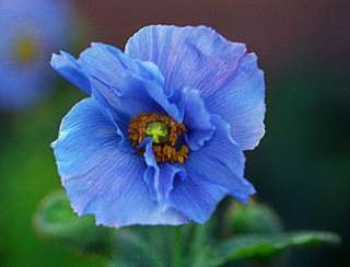 Himalayan Blue Poppy Plant   Meconopsis betonicifolia   Potted   Rare 
