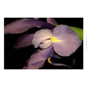  Sweet Iris II by Renee Stramel 22x15 Patio, Lawn & Garden
