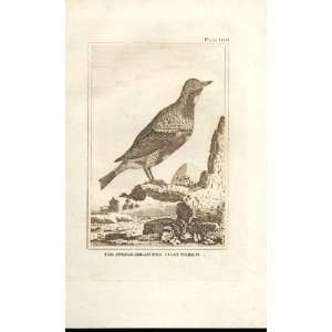  The Purple Breasted Chatterer 1812 Buffon Birds Pl 108 