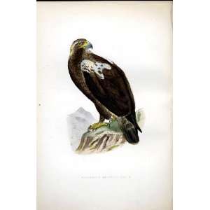  Adalberts Imperial Eagle Bree H/C 1875 Old Prints Birds 