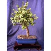 Rare Varigated Dwarfed Jade Bonsai Tree   