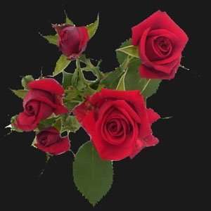   Red Spray Roses, Buy 50, Get over 50 FREE. ONLY BY SPRING IN THE AIR