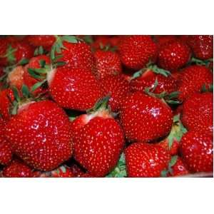  Seascape Strawberry Seed Pack Patio, Lawn & Garden