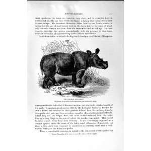   NATURAL HISTORY 1894 SUMATRAN RHINOCEROS WILD ANIMAL