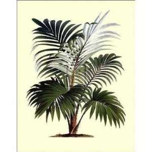  Calamus Lindeni Poster Print