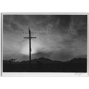 Birds on wire,evening,Manzanar Relocation Center / photograph by Ansel 