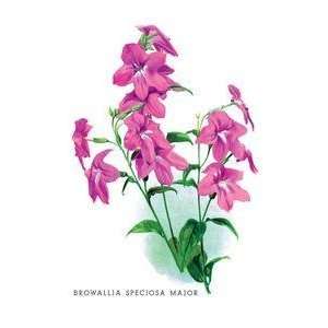  Vintage Art Browallia Speciosa Major   03636 2