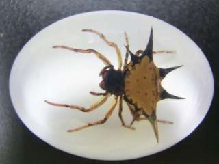 Insect Cabochon (18x25 mm)   Spiny Spider (on white)  