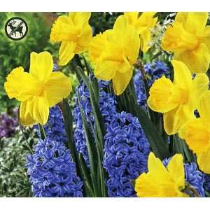  Spring has Sprung Mix   4 Daffodil & 3 Hyacinth Bulbs 