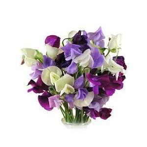  Early Spencer Mix Sweet Pea Seeds  9 g   Lathyrus Patio 