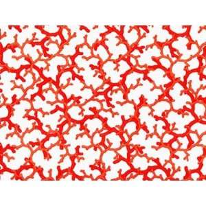 Red Coral Wall Mural