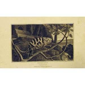   1807 Natural History Animal Chamaeleon Antique Print