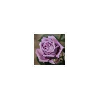  New Purple Rose 5 Seedsgreat Color Patio, Lawn & Garden
