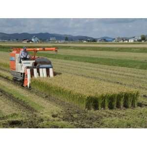  Rice Harvest with Mini Combine Harvester, Furano Valley 