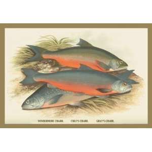  Windermere, Coles and Grays Charr. 20x30 poster