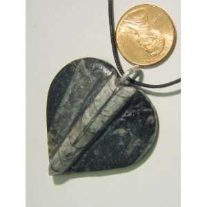  Morocco Orthoceras Nautiloid Fossil Heart Pendant Necklace 