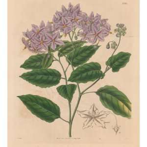   Print of the Solanum Crispum or the Wavy Solanum