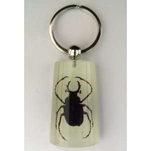  Stag Beetle Key Chain Ring Insect Bug