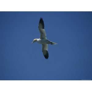  A Northern Gannet Soars Above the Atlantic Ocean Premium 