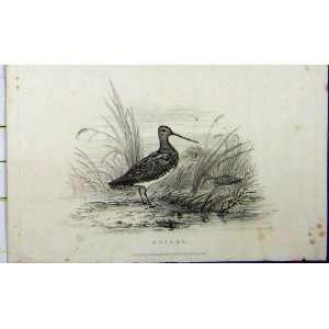  1822 Snipes Birds Beaks Whittaker Natural History Print 