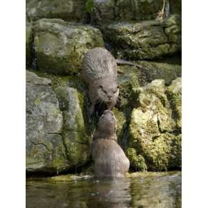  Asian Short Clawed Otters, Pair of Otters Greeting on a 
