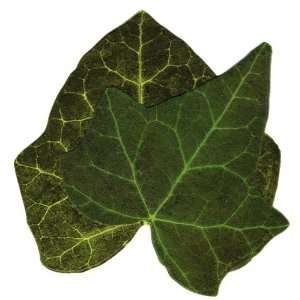 Sisson Imports French Ivy, Pack of 20 