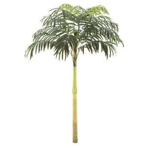   Foliages P 274   15 Foot Coconut Palm Tree   Green