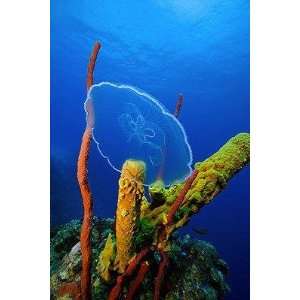  Moon Jellyfish near Coral Reef   Peel and Stick Wall Decal 