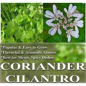  50 Coriander CILANTRO seeds ~ For MEAT & SPICY DISHES 