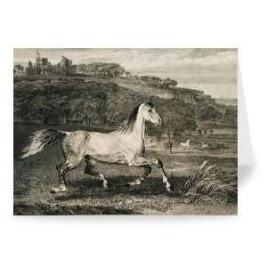 Cossack Horse, from Celebrated Horses, a   Greeting Card (Pack of 