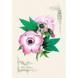  Paper poster printed on 20 x 30 stock. Pink Hibiscus