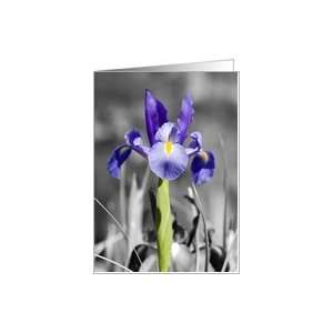  Blue Iris   selective coloring Card Health & Personal 