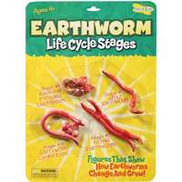 EARTHWORM LIFE CYCLE MODELS ~ INSECT LORE~ 735569023107 