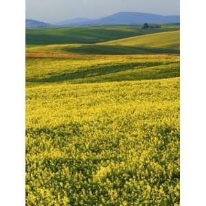  Canola fields in bloom, Spokane County, Washington, USA 