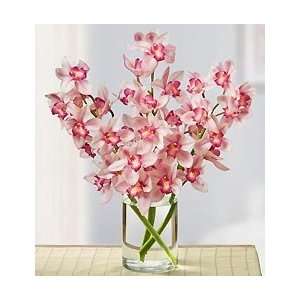 Flowers by 1800Flowers   Modern Pink Cymbidium Orchids