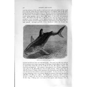  INDO PACIFIC BASKING SHARK NATURAL HISTORY 1896 PRINT 