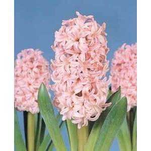  Hyacinth Anne Marie 17 18 cm. 50 pack Patio, Lawn 