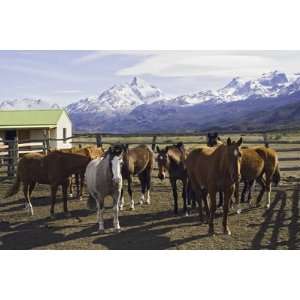 Horses in Corral at Estancia Cristina, Lago Argentino by Grant Dixon 
