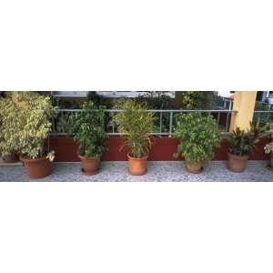 Potted Plant in a Row, Ponta Delgada, Madeira, Portugal by Panoramic 