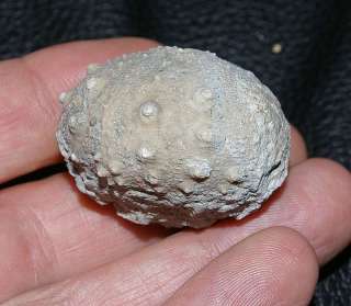 Gymnocidaris agassizi  Kimmeridgian Echinoid  