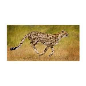   Cheetah Giclee Poster Print by Andy Biggs, 26x15