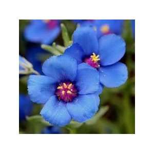  Blue Pimpernell Flower Seeds Patio, Lawn & Garden