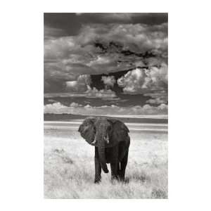   Lone Elephant Giclee Poster Print by Andy Biggs, 24x34